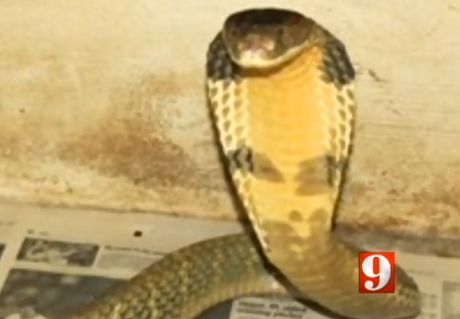 Mike Kennedy, who operates the Dragon Ranch exotic animal shelter in Orlando, reported a male king cobra missing on Wednesday. This screen grab from WFV shows a female king cobra that also belongs to Kennedy. 
