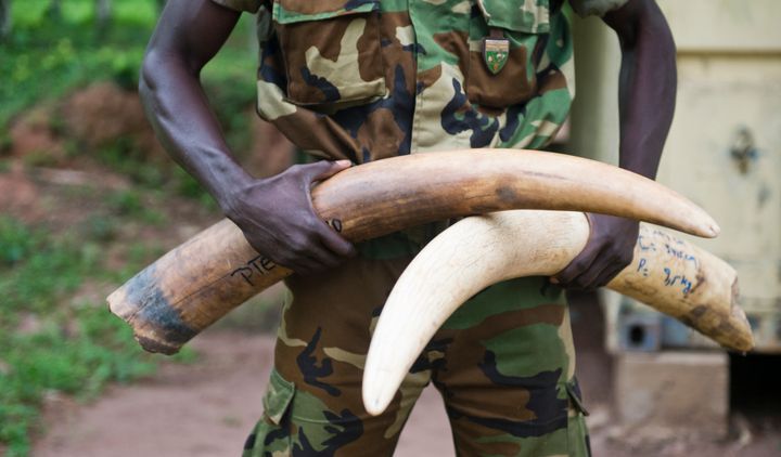 A soldier of the Eco-Guards of the WWF project shows ivory tusks of wild elephants which were confiscated from poachers on March 16, 2015 in Bayanga, Central African Republic.