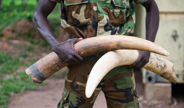 A soldier of the Eco-Guards of the WWF project shows ivory tusks of wild elephants which were confiscated from poachers on March 16, 2015 in Bayanga, Central African Republic.