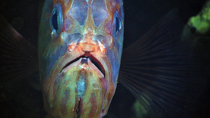 Hoplostethus crassispinus -- a member of the same genus as its relative, the orange roughy. 