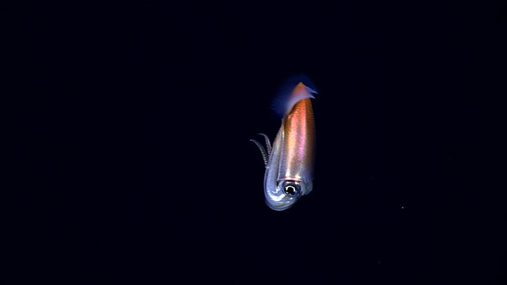 A squid, Walvisteuthis youngorum, at a depth of 900 meters.