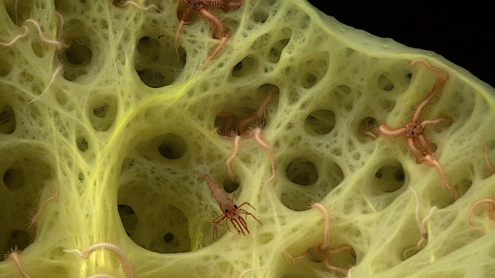 A large stalked sponge (Bolosoma sp.) provides a home for several brittlestars. 