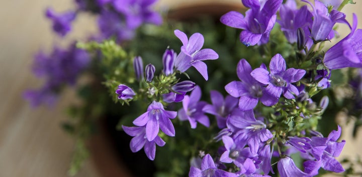 12 Baby Name Ideas Inspired By The Many Shades Of Purple Huffpost Life Violet