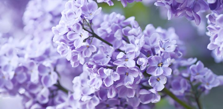 12 Baby Name Ideas Inspired By The Many Shades Of Purple | HuffPost