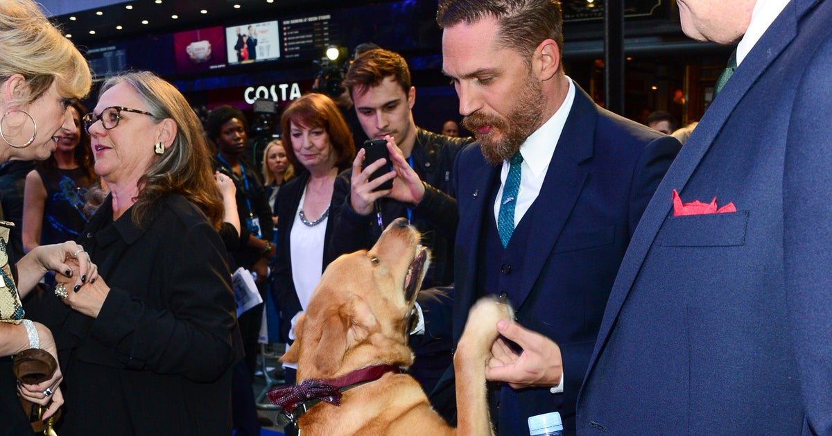 Tom Hardy Brings His Dog To 'Legend' Premiere, And The Red Carpet Has