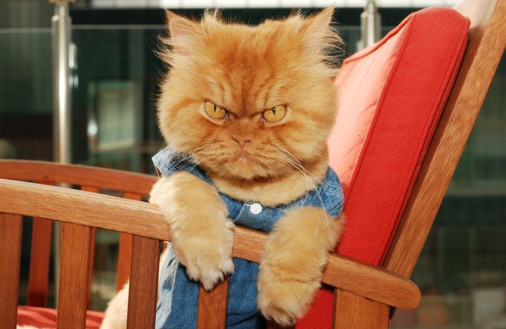 A grumpy Persian domestic cat. A new study suggests that domestic cats don't rely on their owners for safety and security.