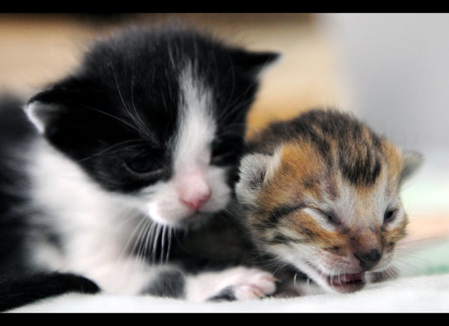 Werewolf Kittens Are Real And You Already Want One Huffpost