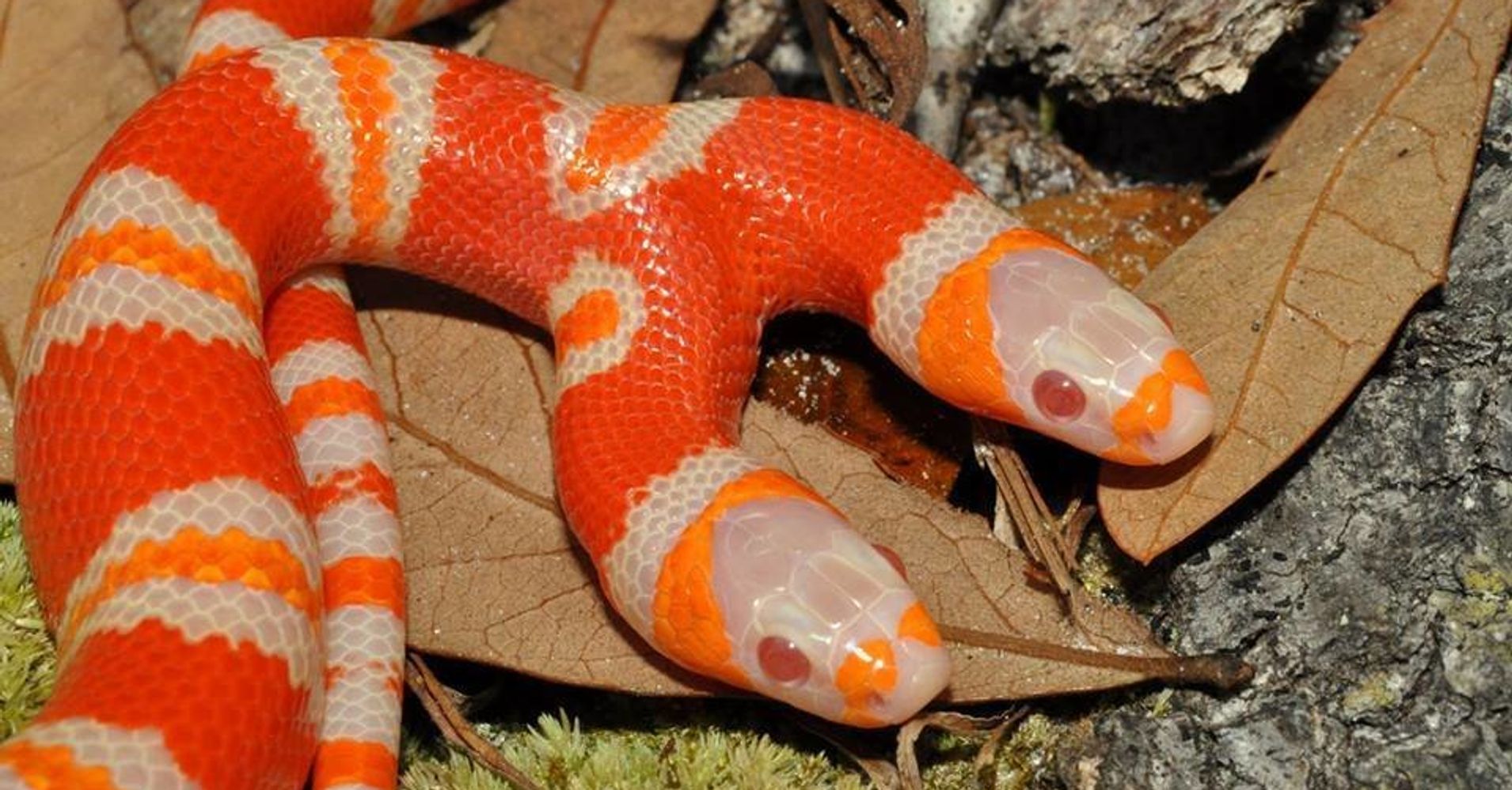 This 2-Headed Albino Snake Tries To Eat Itself