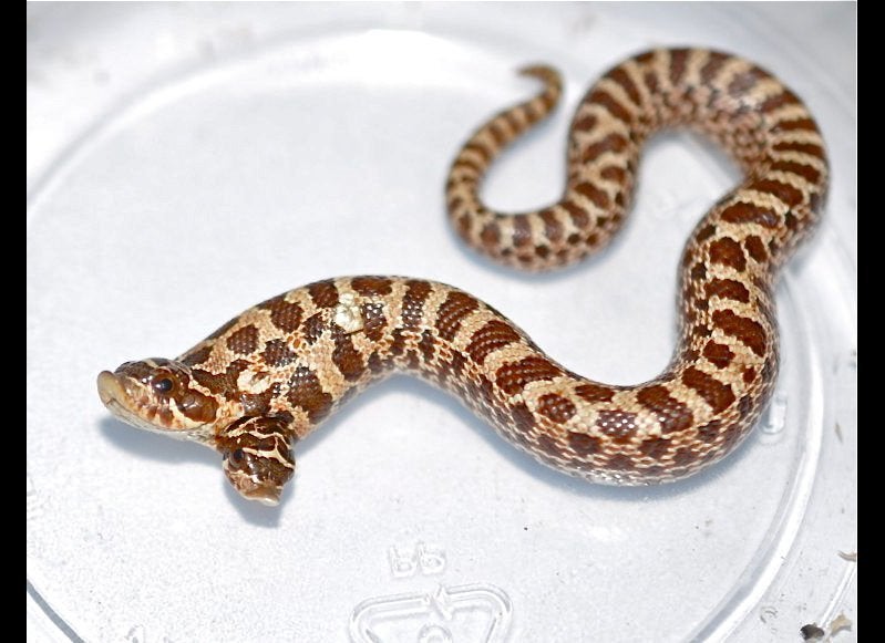This 2-Headed Albino Snake Tries To Eat Itself | HuffPost Weird News This 2-Headed Albino Snake Tries To Eat Itself | HuffPost Weird News