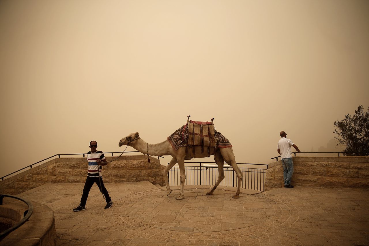 A Palestinian man walks with a camel at Mont of Olives in Jerusalem during a sandstorm, on Sept. 8, 2015.