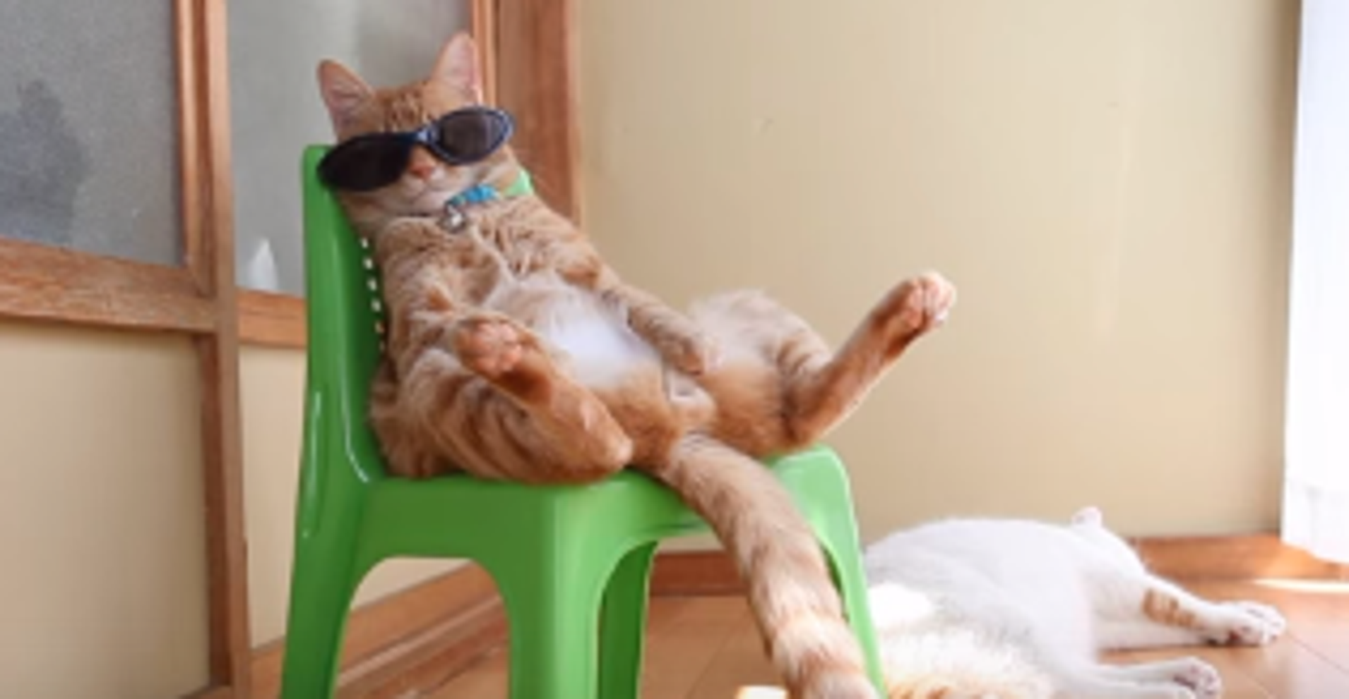 Cat With Sunglasses Is NextLevel Chill HuffPost
