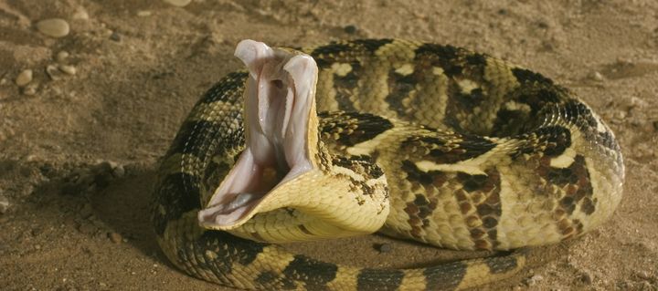 Puff adders like this one are thought to kill more people than any other venomous snake in Africa.