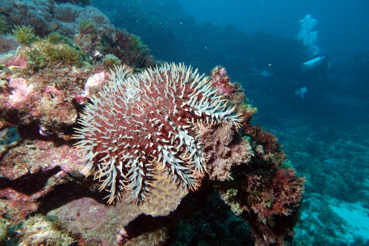 <p>The crown of thorns starfish is native to Australia and the wider Indo-Pacific. It preys on coral polyps and is currently one of the main threats to the Great Barrier Reef. Every few years the starfish population explodes, fueled by nutrient-rich runoff from farming land in Queensland which allows the larval stage of the animal to feast on algal blooms. The crown of thorns has few natural predators, thanks to it's covering of sharp venomous spines. </p>