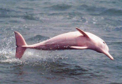 gemstone dolphins