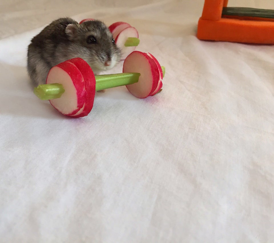 Hamster gym cheap