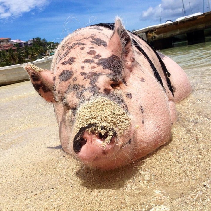 Well-Traveled 250-Pound Pig, Who's Flown Private, Is Living The