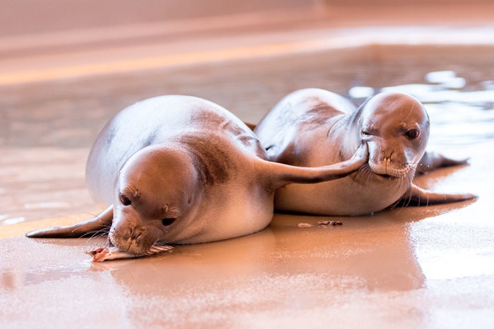 Hawaiian monk seal pups Pearl (right) and Hermes (left) eat fish at The Marine Mammal Center’s Ke Kai Ola Hawaiian Monk Seal Hospital.