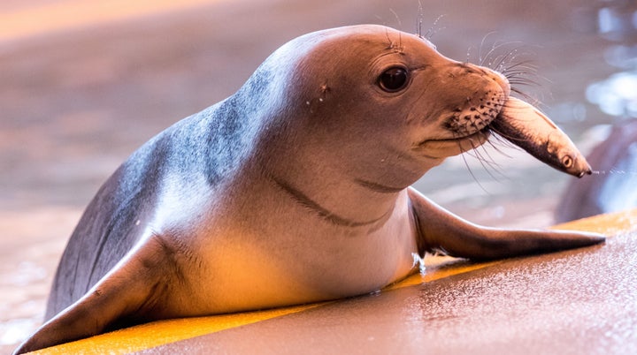 Hawaiian monk seal pup Hermes eats a fish in his pool at The Marine Mammal Center’s Ke Kai Ola Hawaiian Monk Seal Hospital.