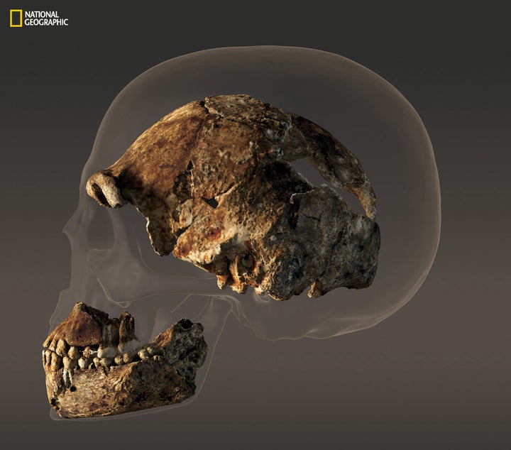 <p>The braincase of a composite male skull of <em>H. naledi </em>that measures about 560 cubic centimeters in volume -- less than half that of the modern human skull pictured behind it. </p>