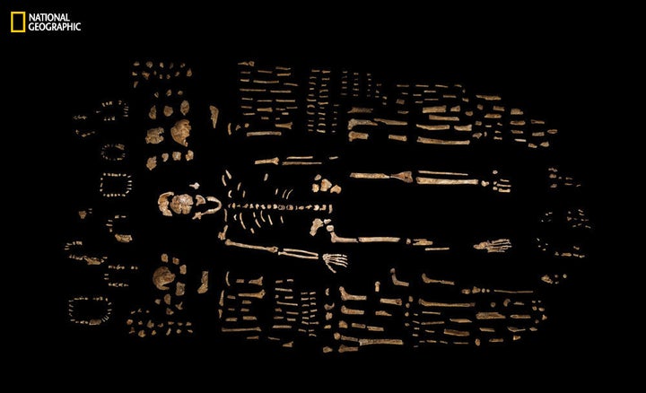 <p>A composite skeleton of <em>H. naledi</em>, surrounded by some of the hundreds of other fossil elements recovered in the Rising Star cave in South Africa. </p>