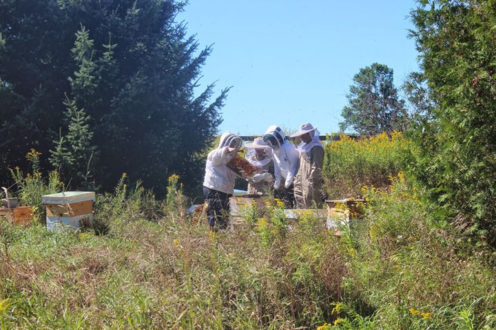 Beekeepers tend to the bees at Bela Farm, west of Toronto.