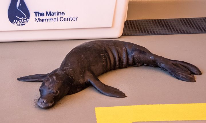 Kilo rests at her new temporary home at Ke Kai Ola, The Marine Mammal Center’s hospital for the critically endangered Hawaiian monk seal.