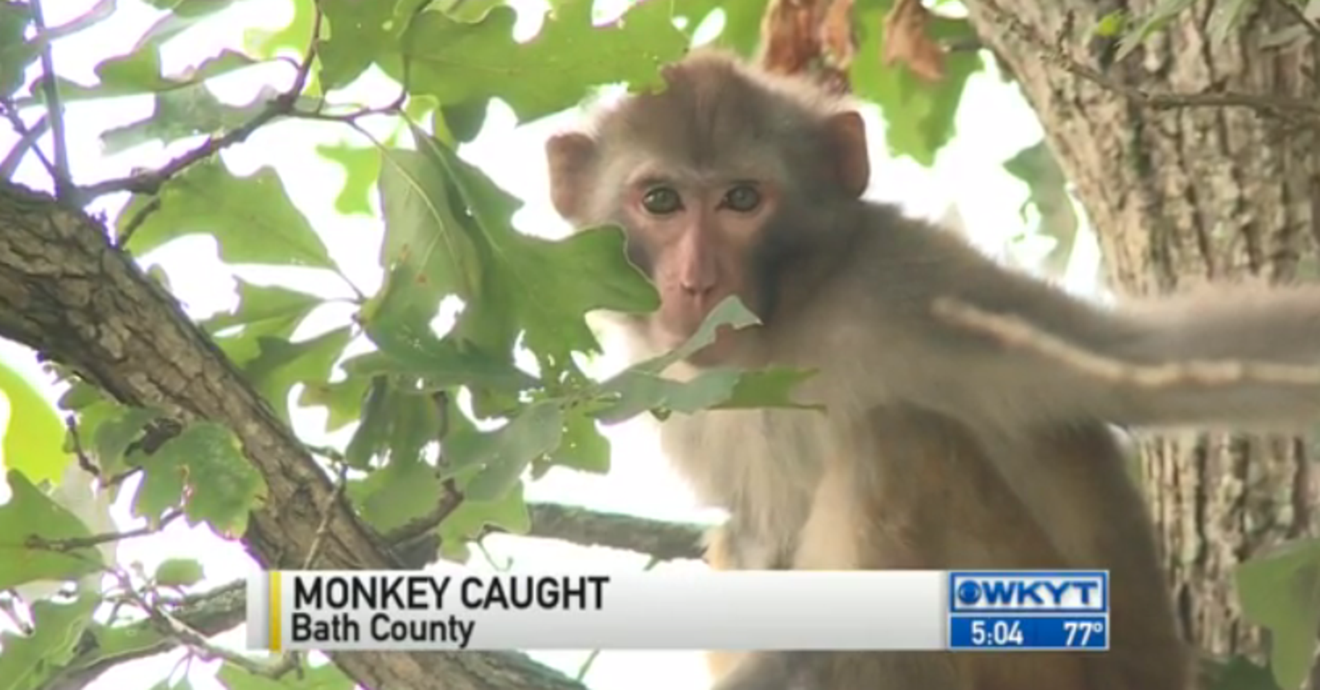 Fugitive Monkey Caught, Order Restored To Kentucky Town HuffPost