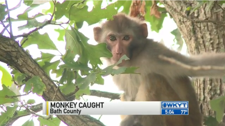 This long-tailed macaque spent two long days on the run before authorities finally caught up.