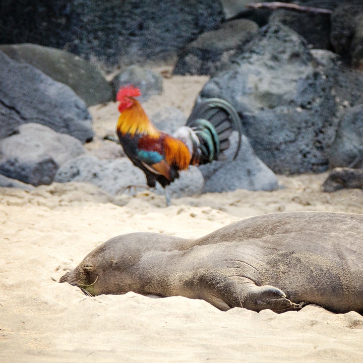 A Hawaiian monk seal and a rooster at Ke'e Beach, on Kauai's north shore.