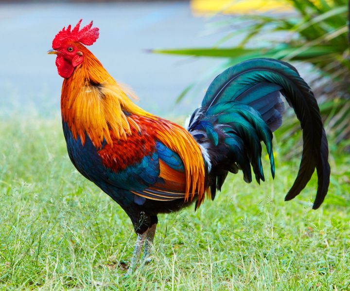Kauai is home to thousands of wild chickens. The birds have few predators.