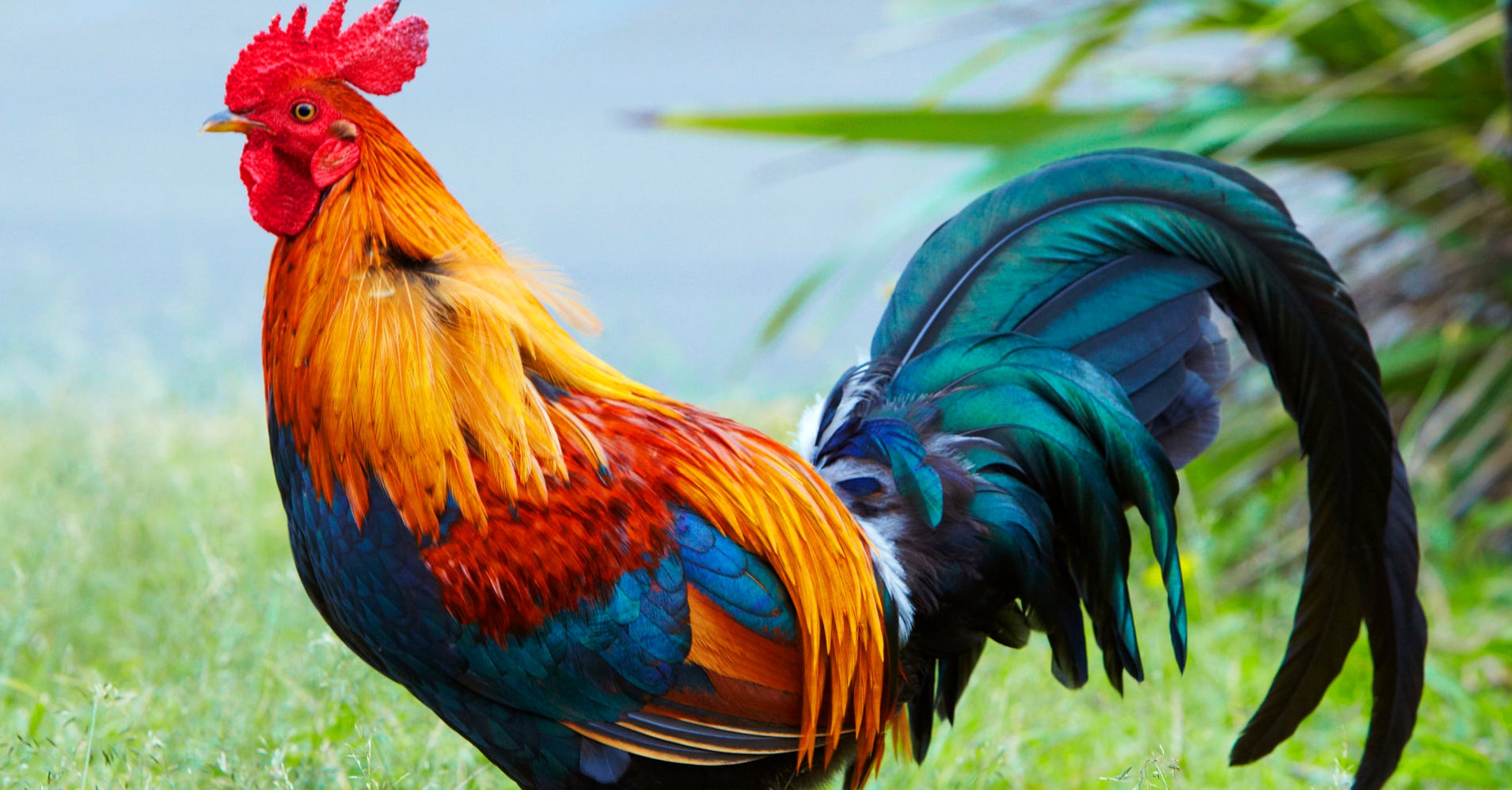 What Is Killing Kauai s Wild Chickens HuffPost What Is Killing Kauai s Wild Chickens HuffPost