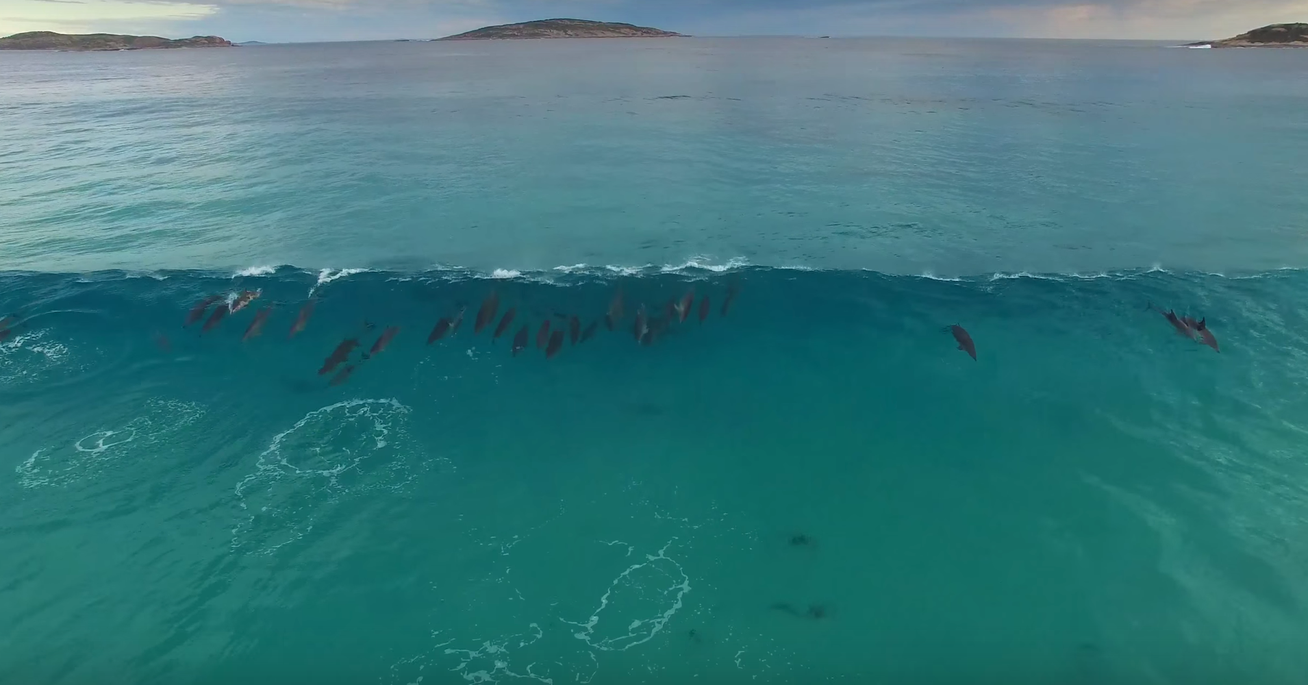 Dreamy Dolphin Surf Squad Has Us Longing For An Endless Summer HuffPost