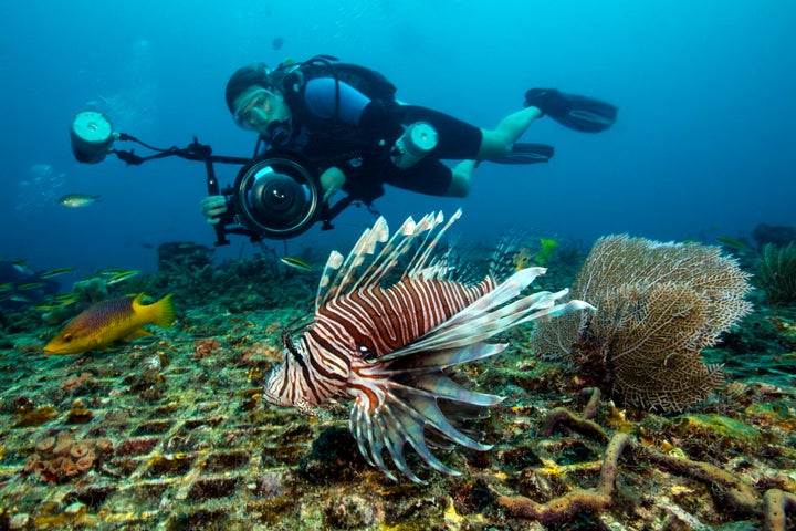 Lionfish are considered one of the most aggressively invasive species on the planet.