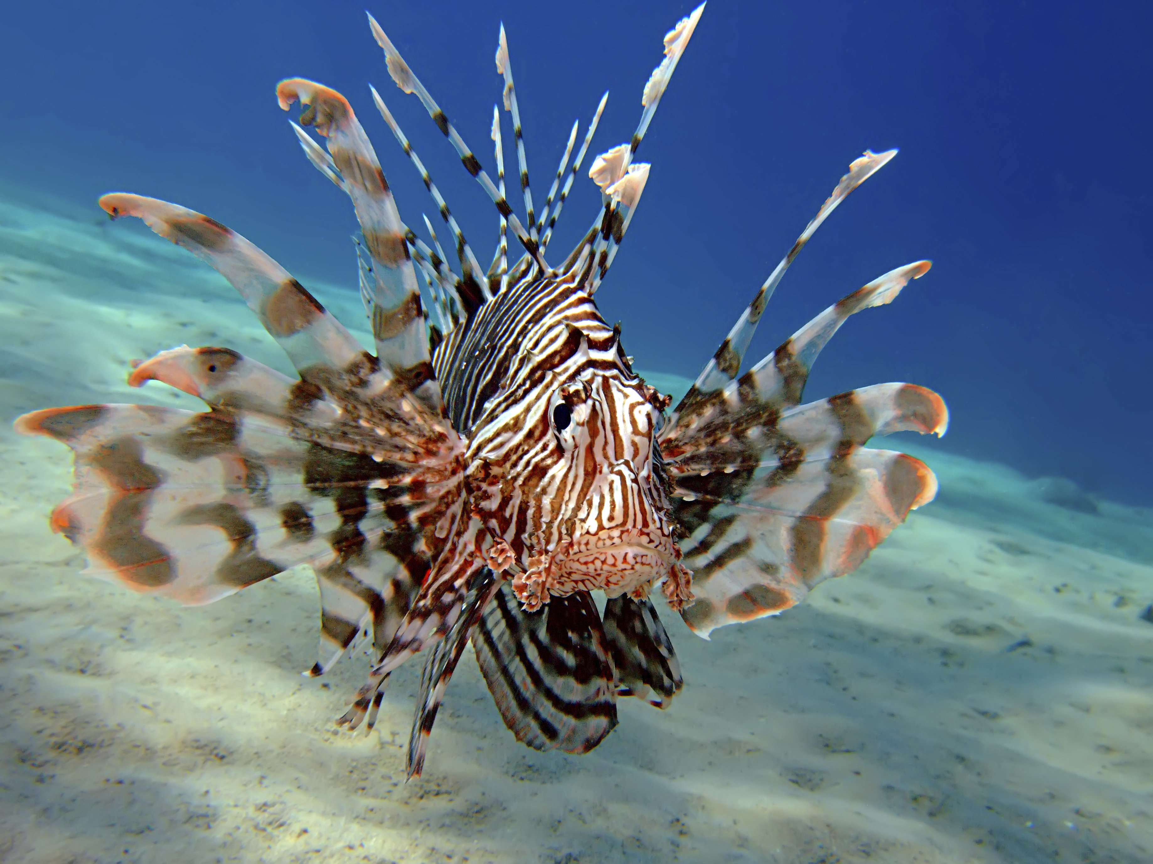 Florida Lionfish Derby Seeks To Curb Spread Of Invasive Species HuffPost