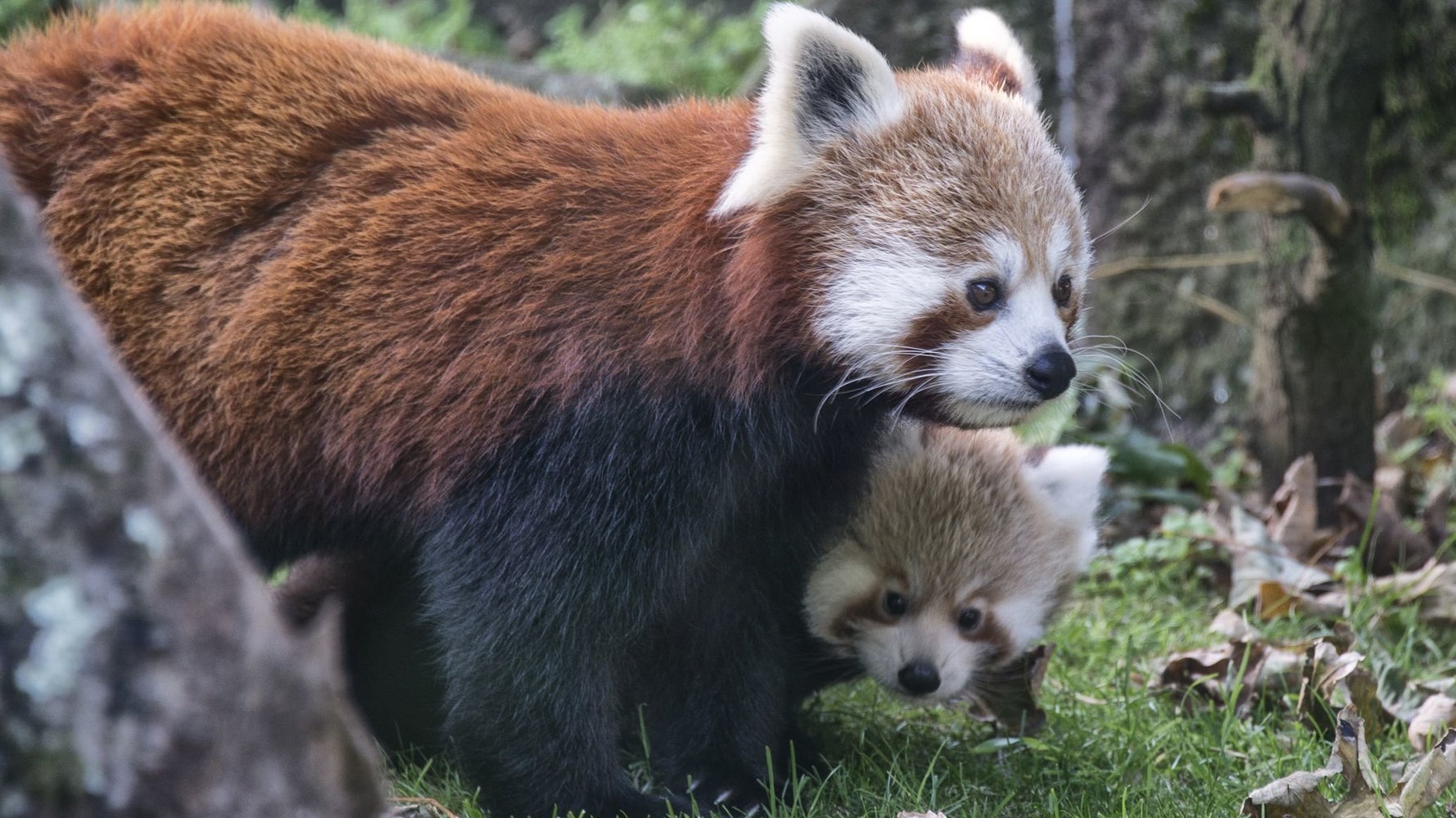 These Red Panda Babies Are Too Adorable Not To Be Famous Huffpost Good News These Red Panda Babies Are Too Adorable Not To Be Famous Huffpost Good News
