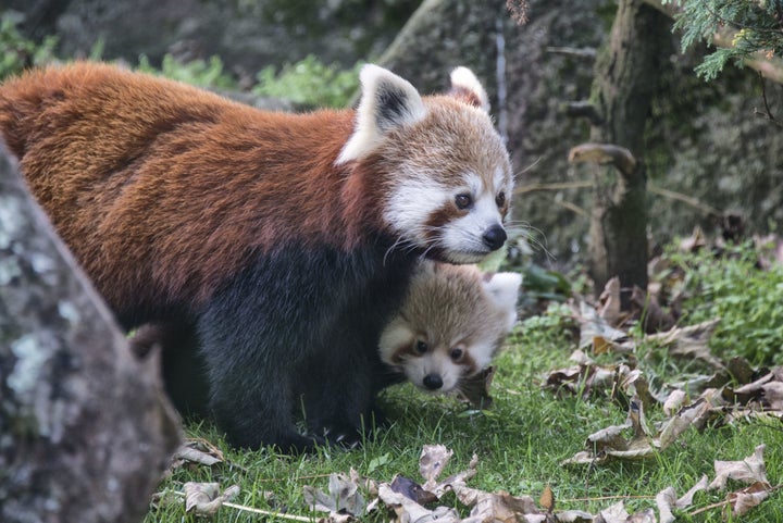 One of the cubs went on its first outing, outside of its den, with it's motherJai-Li on Aug. 26, 2015.