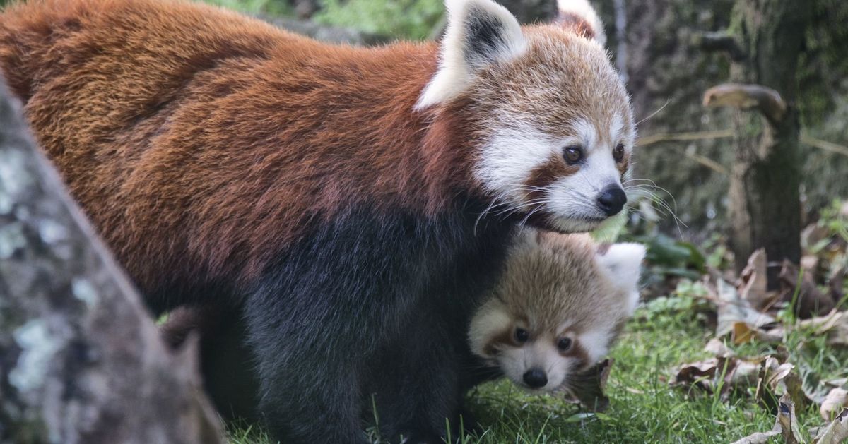 These Red Panda Babies Are Too Adorable Not To Be Famous | HuffPost ...