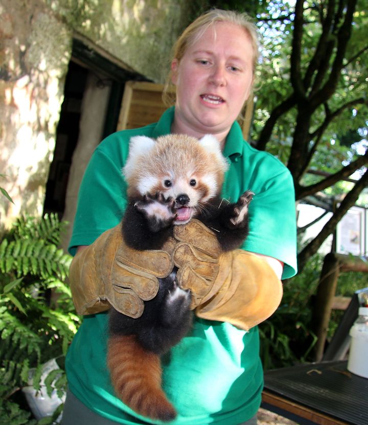 Rusty, a red panda cub receives a check-up at Paradise Park in Cornwall, UK.