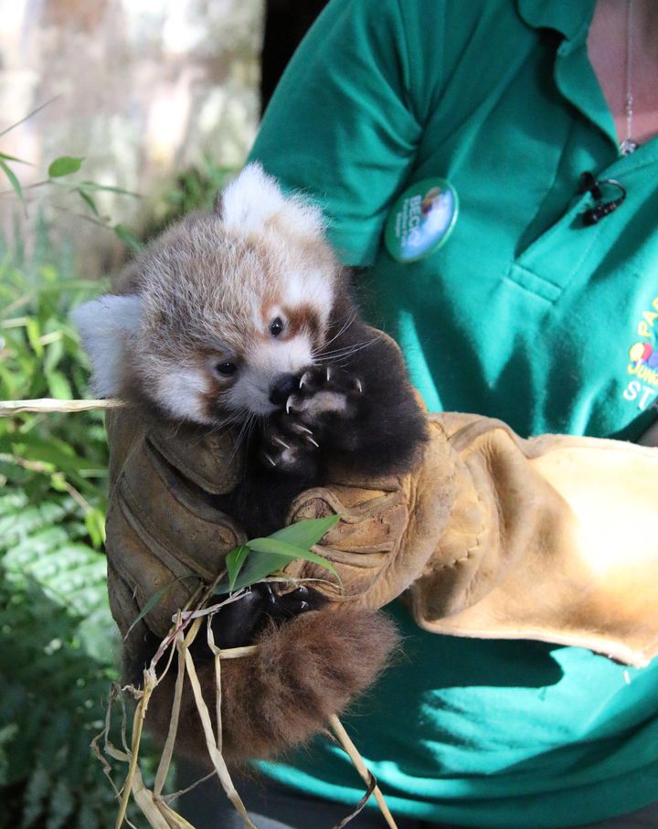 Scarlet, another red panda cub born at Paradise Park, receives her check-up.