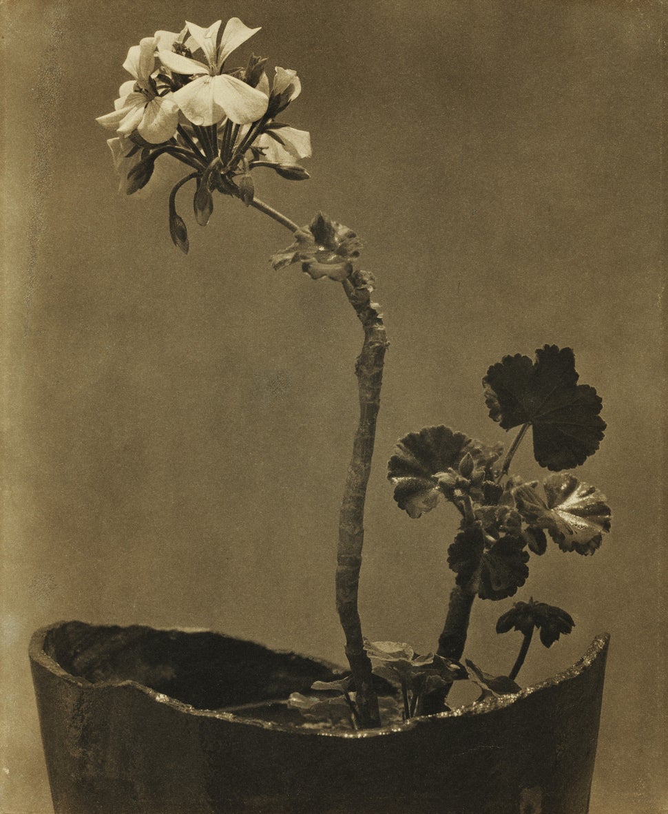 Tina Modotti, "Geranio," Circa 1924-25 (Est. $70/100,000)