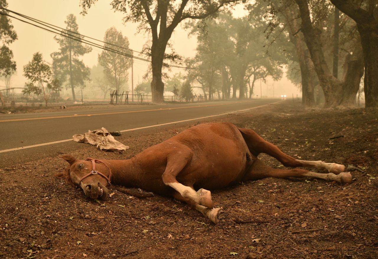 A dead horse lays on the side of a road in Middletown, California, Sept. 13, 2015.