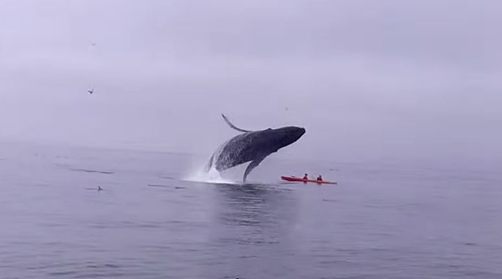 Breaching Humpback Whale Lands On Top Of Kayakers | HuffPost Weird News