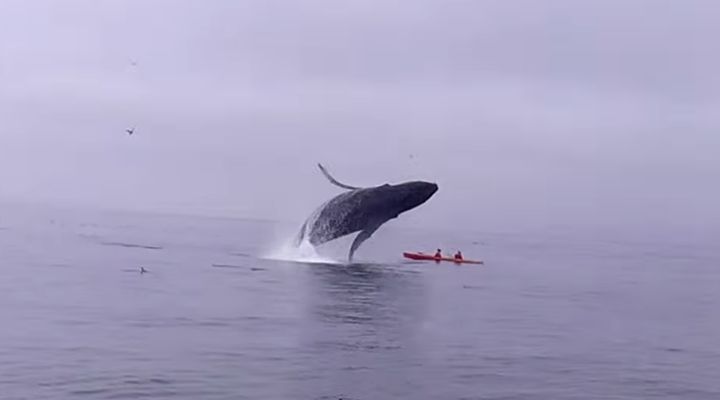 Breaching Humpback Whale Lands On Top Of Kayakers | HuffPost Weird News