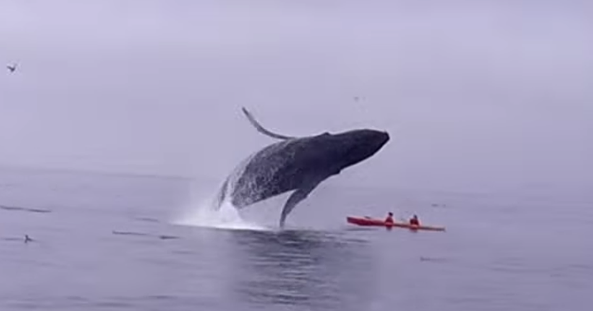 Breaching Humpback Whale Lands On Top Of Kayakers HuffPost Weird News