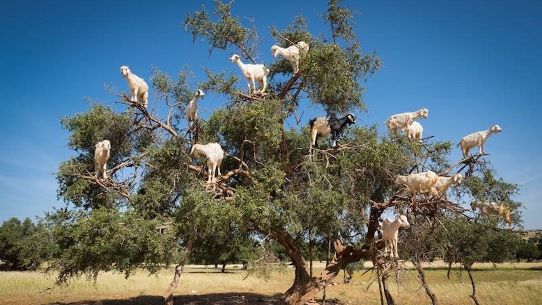 High Res Tree Goats