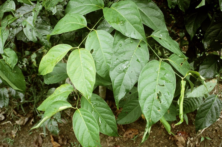 Psychotria viridis leaves commonly used to brew ayahuasca.