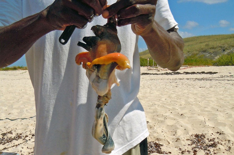 Conch