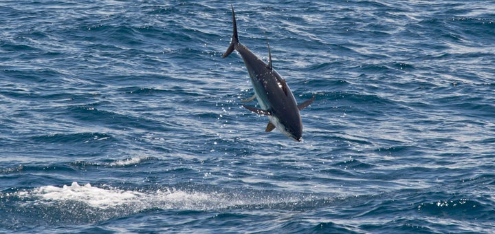 Jumping yellowfin tuna (Thunnus albacares), Maldives, Indian Ocean, Asia.