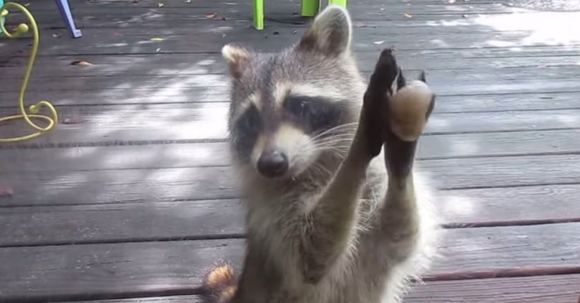 Awesome Raccoon Taunts Cats, Steals Their Food & Wins Hearts HuffPost