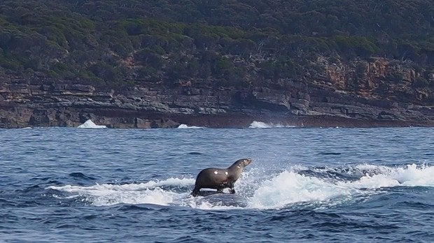 A seal takes a ride on a humpback whale.